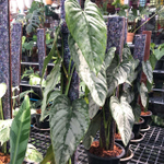 Филодендрон BRANDTIANUM