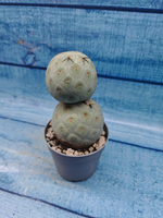 Tephrocactus Geometricus (Тефрокактус)