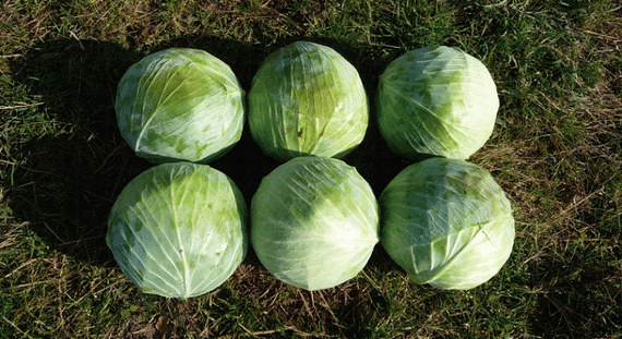 Фундакси F1 семена капусты белокочанной (Seminis / Семинис) характеристики – фото 9