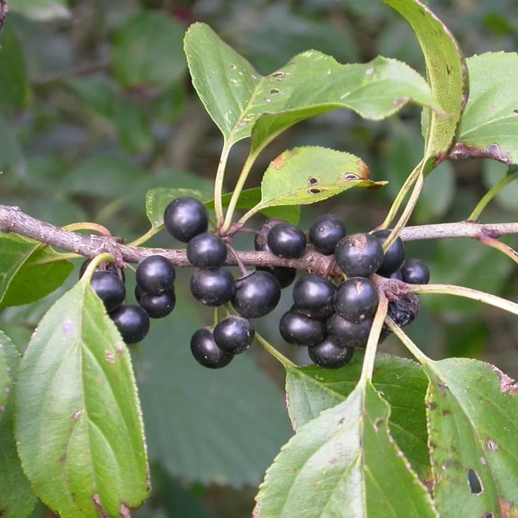 Крушина слабительная