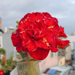 Адениум обесум 315 Hồng Lâu Mộng (X50)