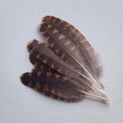 Перья вальдшнепа 4-7 см. 10 шт.