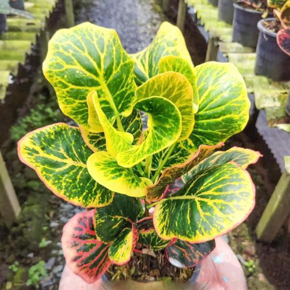 Кротон RUAY MAI YUD