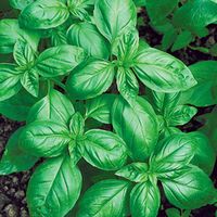 Микрозелень