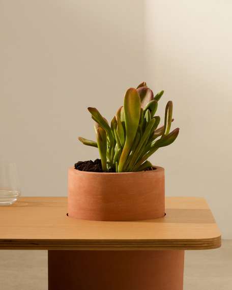 Журнальный столик Olaria терракотовый с дубовым шпоном, 110x60 см