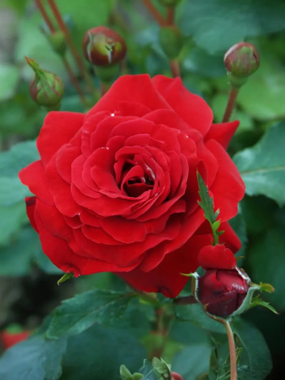 Роза флорибунда Нина Вейбул