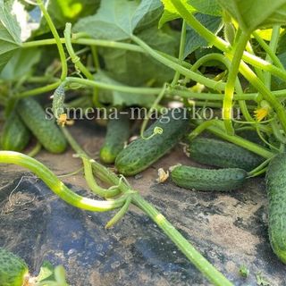 Огурец Рубинштейн F1 (100 семян)