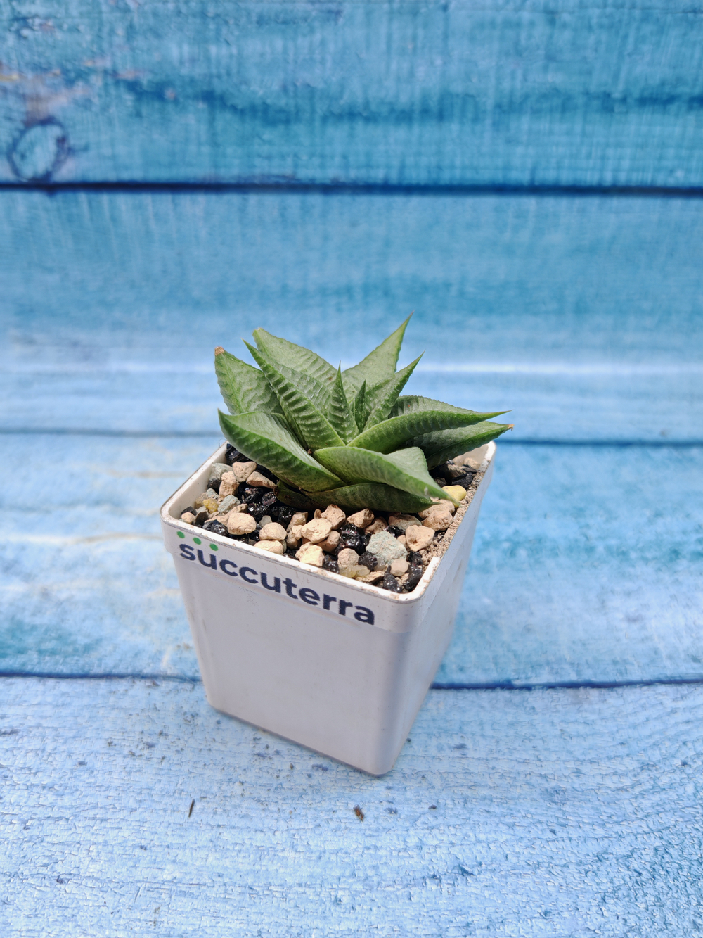 Haworthia Limifolia Roux (Хавортия)