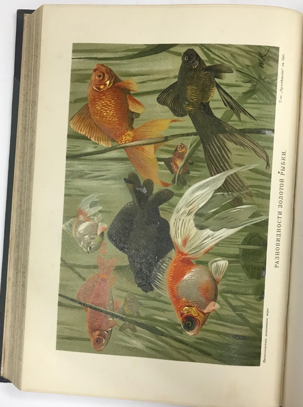 Гааке В. Происхождение животного мира. Перевод Ю. Н. Вагнера. 5-е изд. СПб.: Т-во Просвещение, 190?