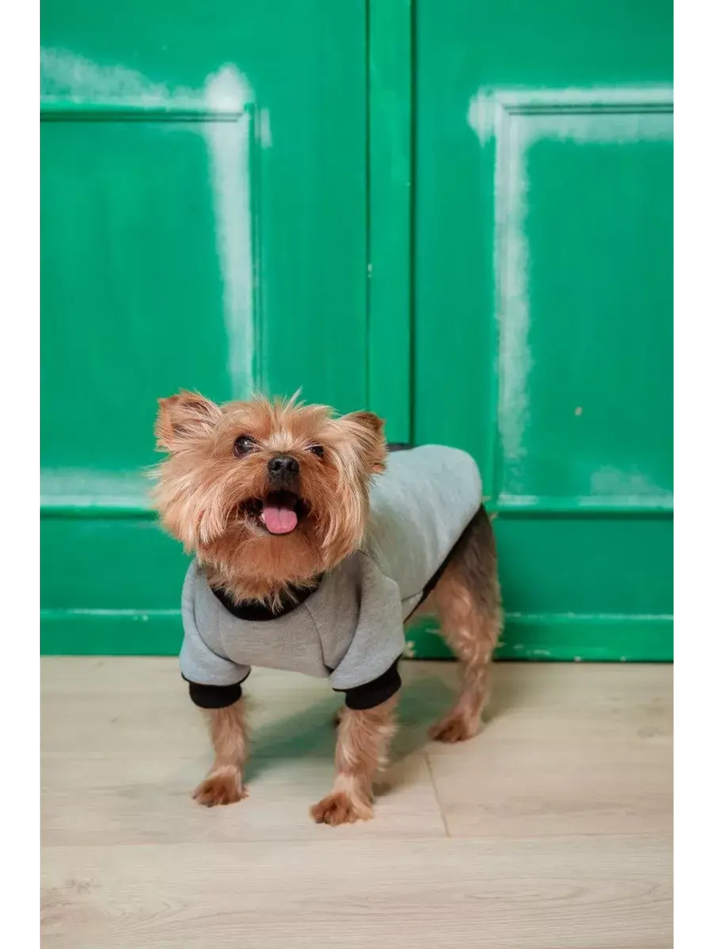 Толстовка для собак и кошек