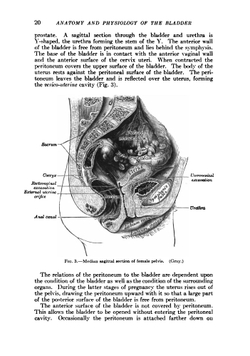 Modern Urology In Original Contributions by American Authors. Volume 2.  Diseases of the Bladder. Diseases of the Ureter. Diseases of the Kidney | Hugh Cabot