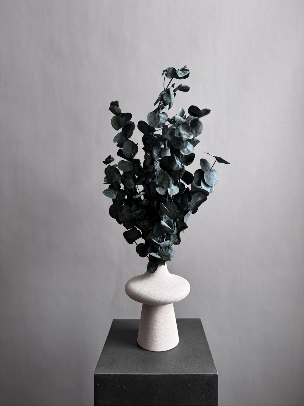 Эвкалипт Цинерия стабилизированный зеленый