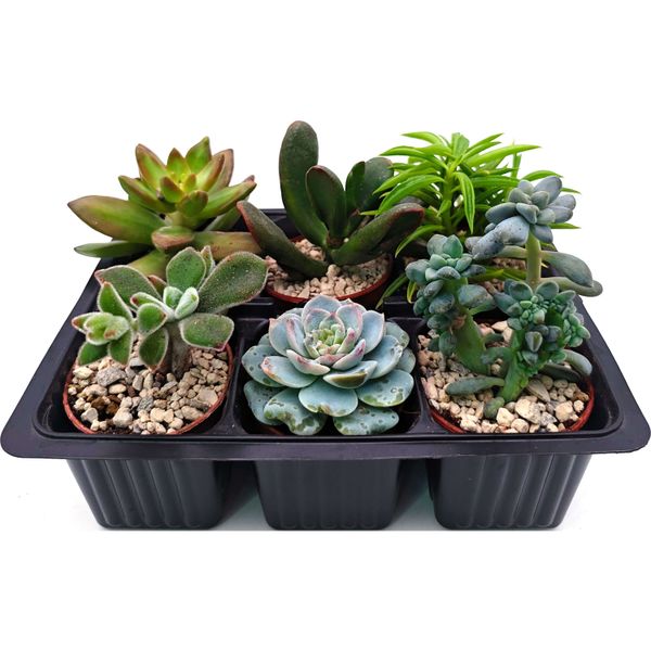 Набор суккулентов D5 №61514