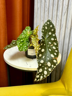 Бегония Макулата Эннан Грейс, D9см Н25см, 1шт, Urban Jungle