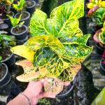 Кротон MONGKHUT PHET