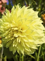 Георгин декоративный Кельвин Флудлайт