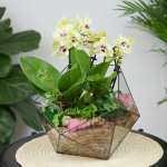 Готовый флорариум с орхидеей Лайм Икос L