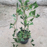 Хойя MANIPURENSIS