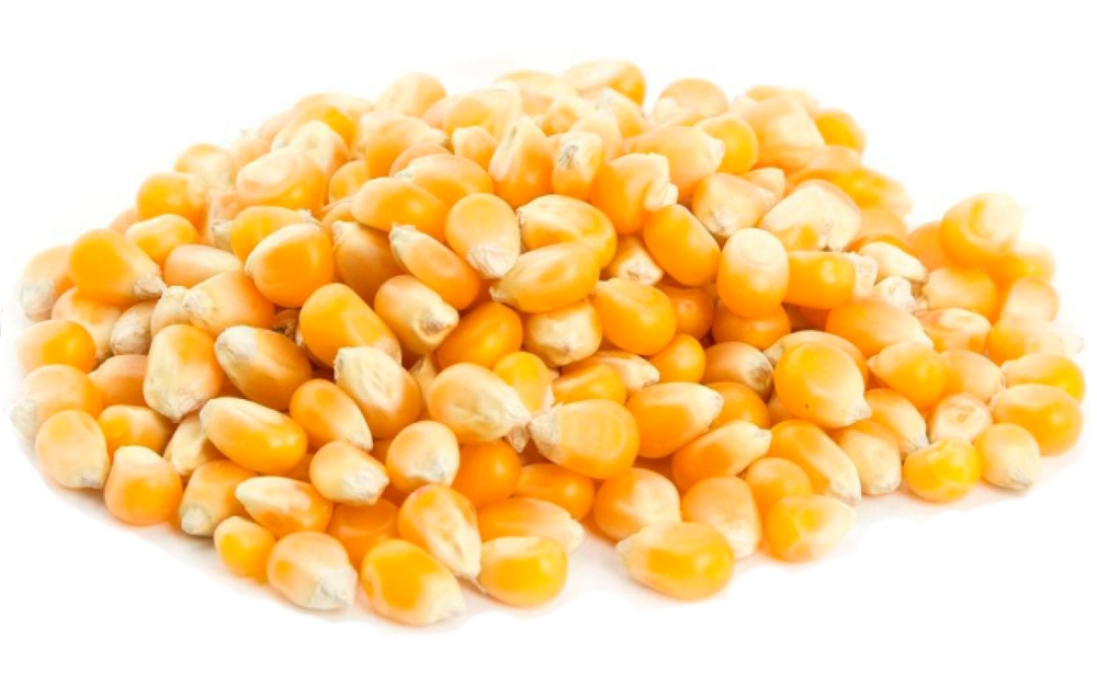 Зерно кукурузы (бабочка) SunCorn premium, 25кг