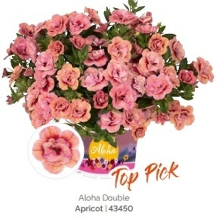 ЕВРО Calibrahoa Aloha double Apricot ОКС укорененный черенок. 15-20 марта