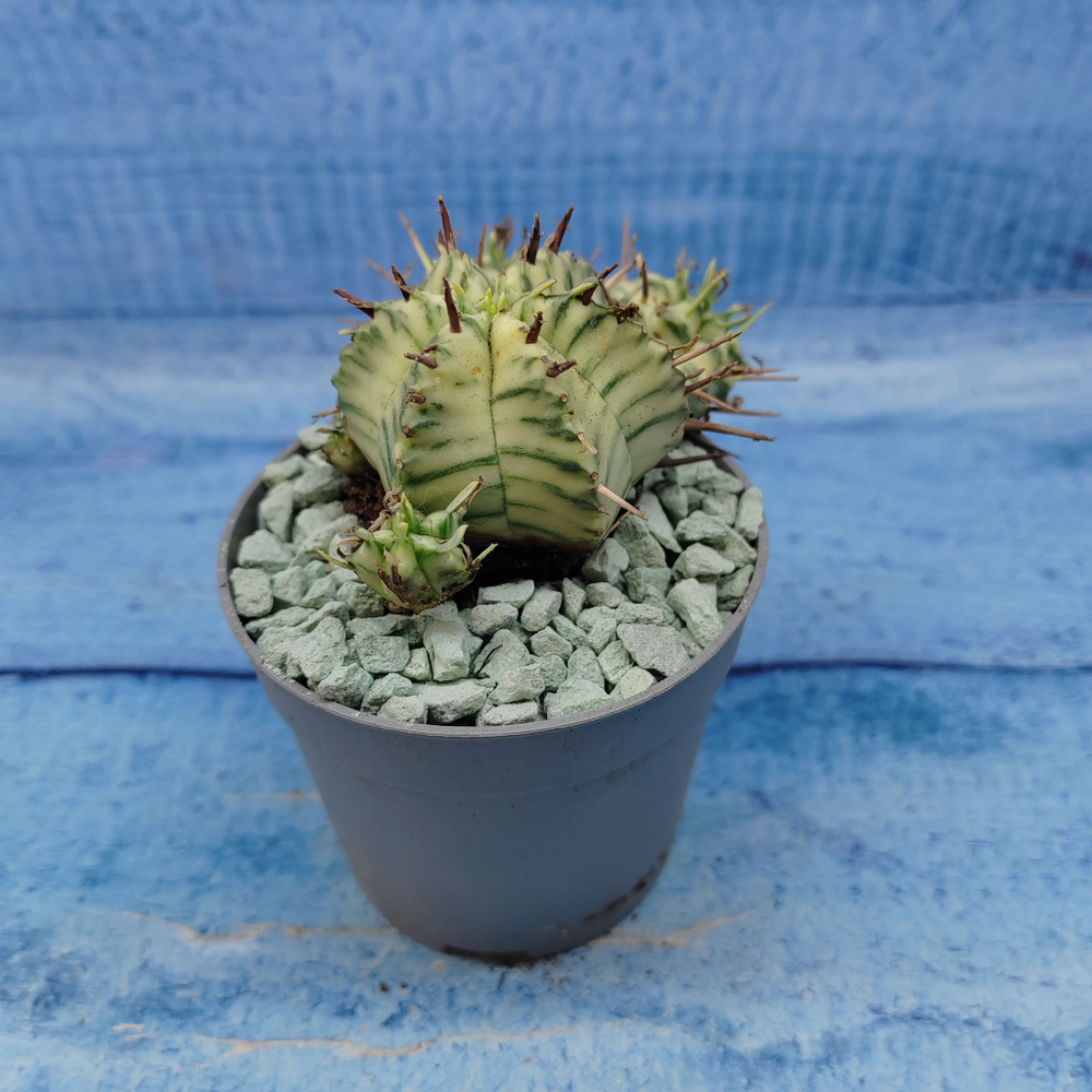 Euphorbia meloformis f. Variegated (Эуфорбия вариегатная)