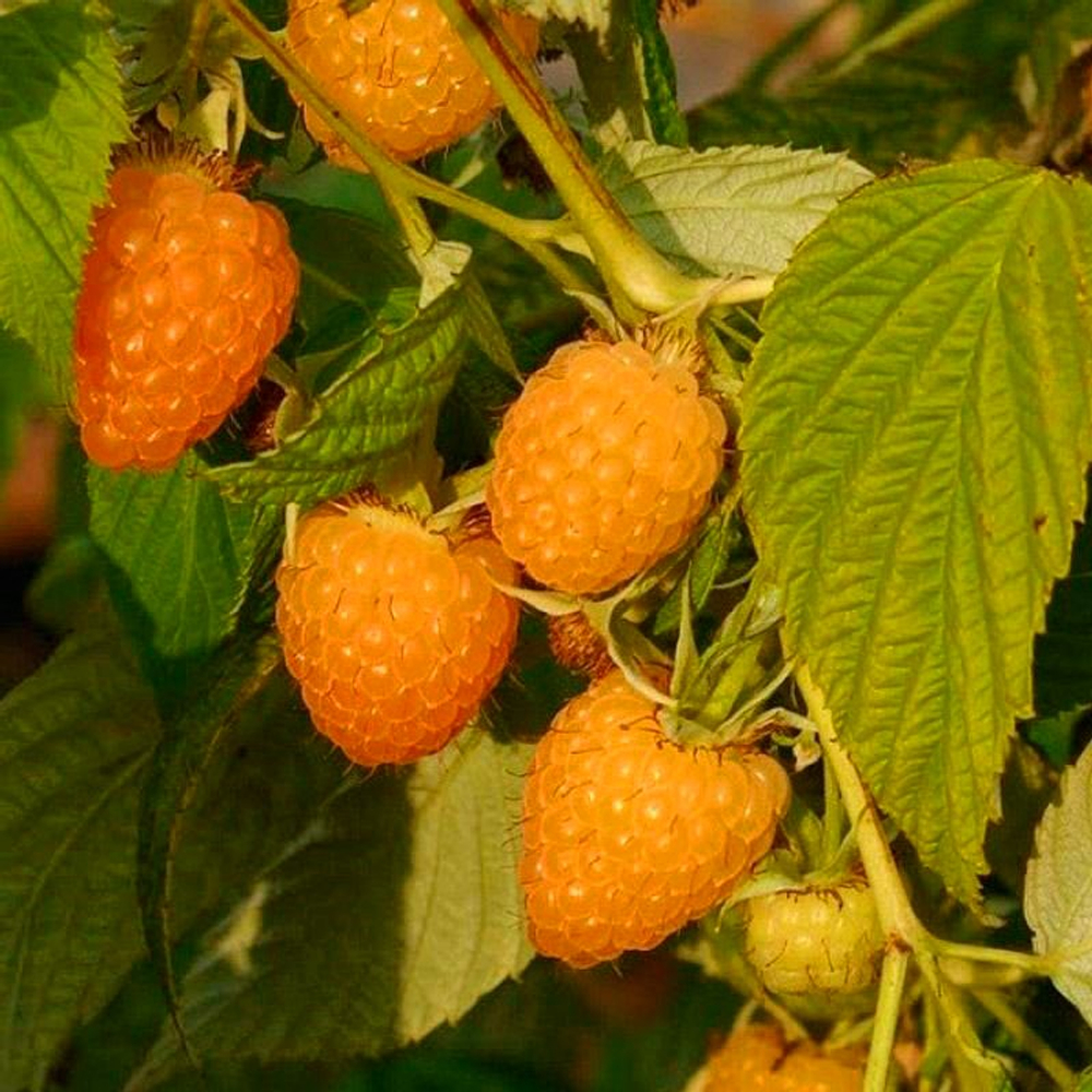 Малина Золотой гигант