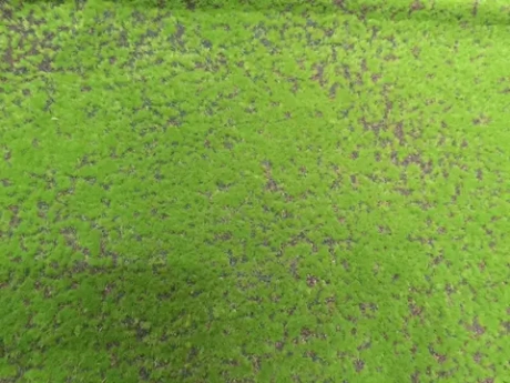 Коврик мха на войлоке 043, 2*1 м