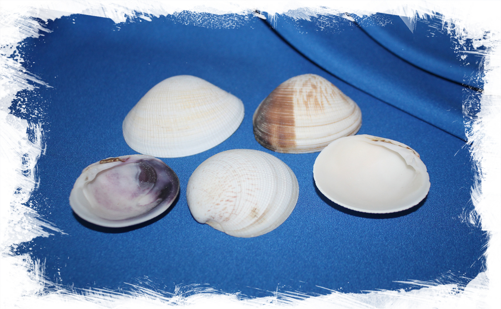 Морские ракушки для рукоделия Антигона