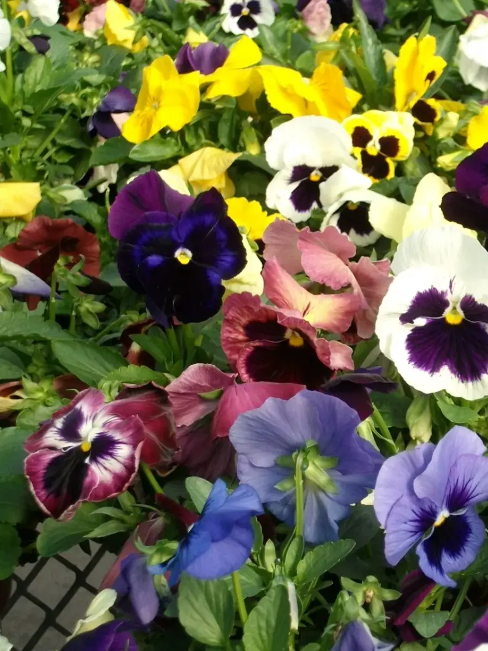 Семена цветов Виола