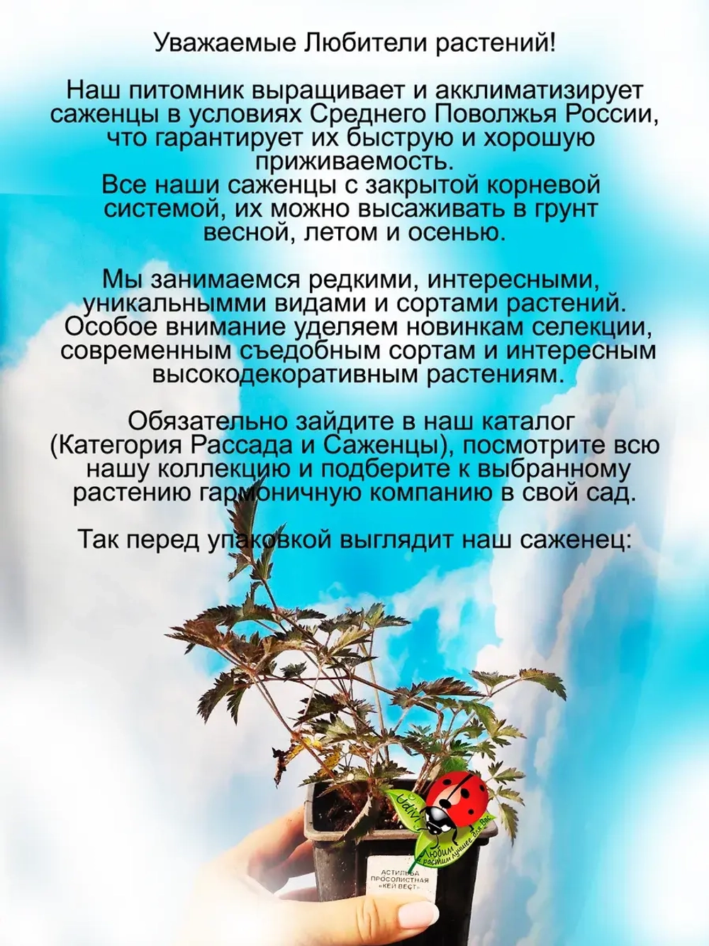 Астильба Кей Вест темнолистная