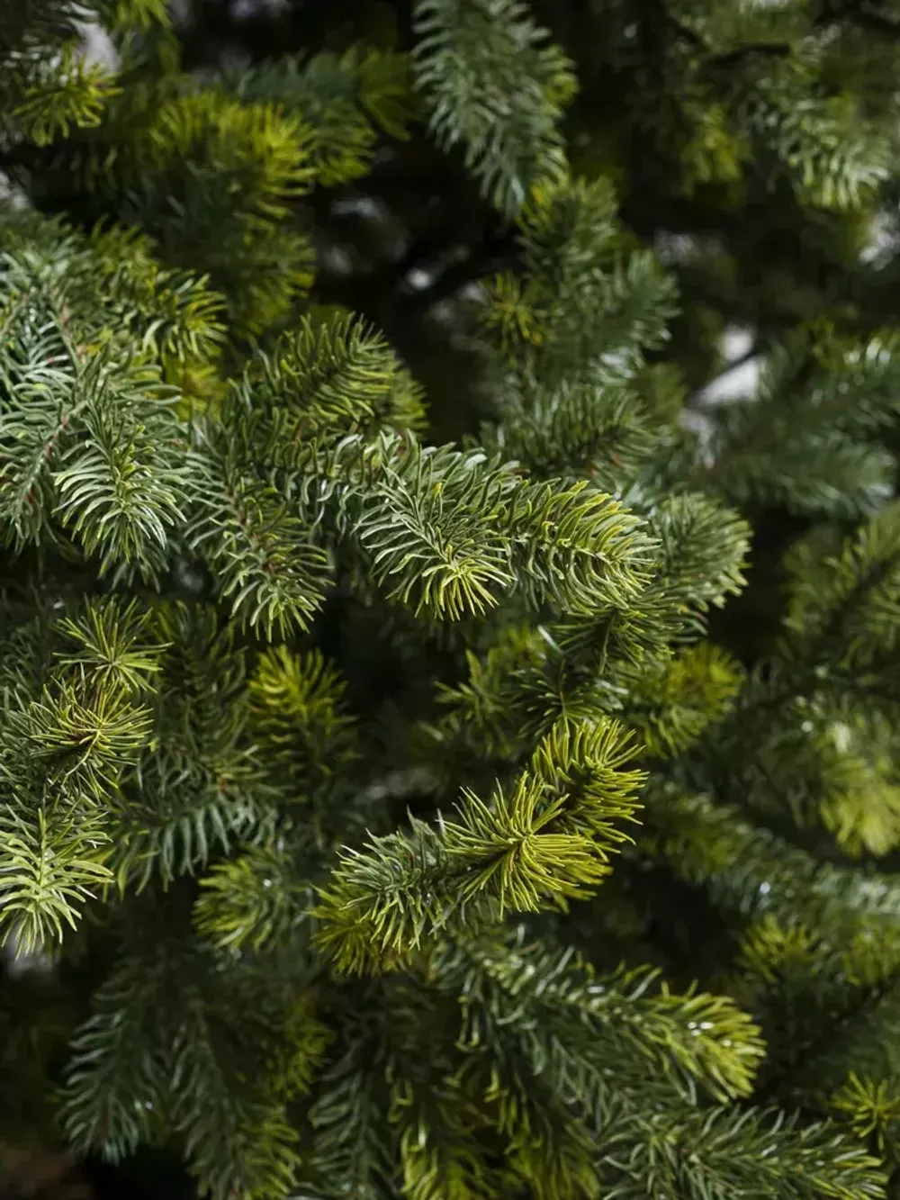 Искусственная ель «Леано» (Литая хвоя) от 1.8 до 2.4 м