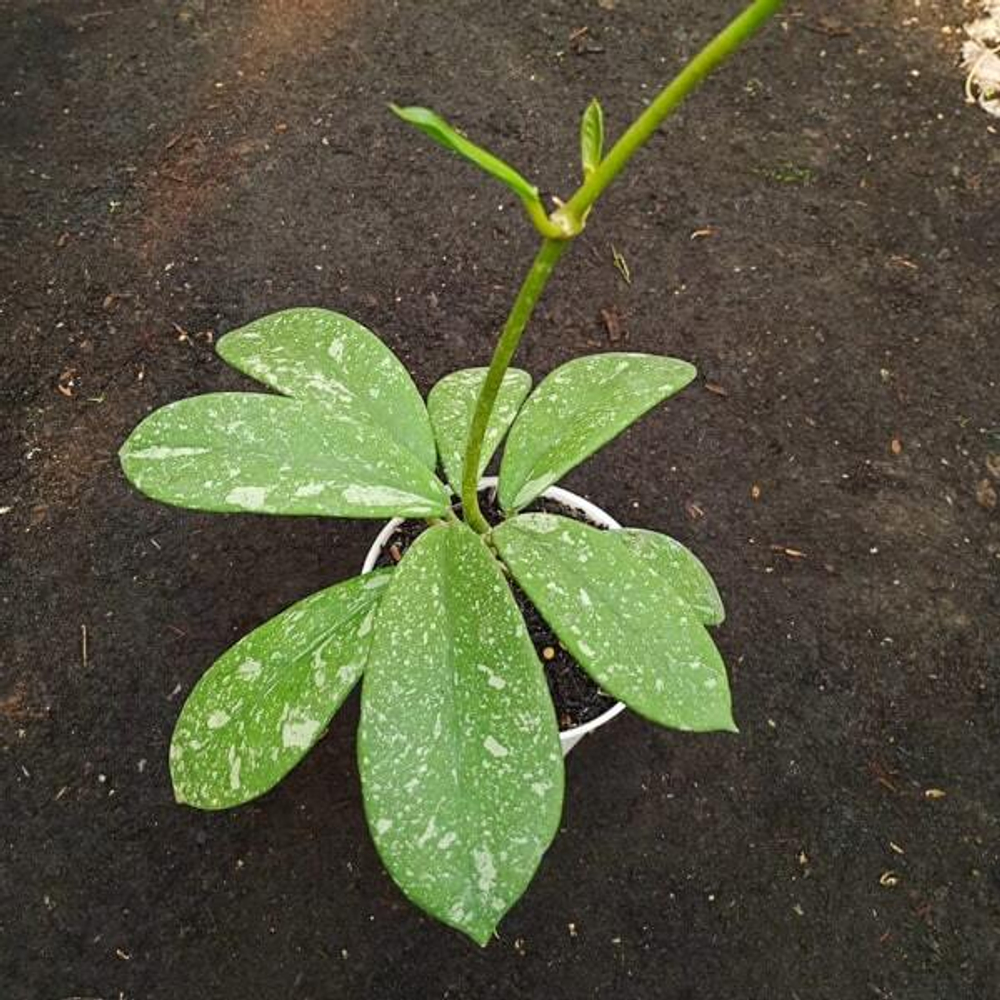 Хойя DIVERSIFOLIA SPLASH