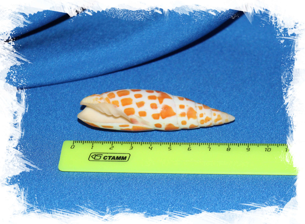 Митра митра, 7-9см, 1шт