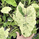 Колоказия PINK CHANTHABUN