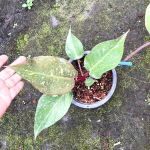 Филодендрон ORANGE PRINCESS