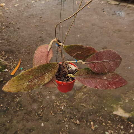 Хойя SP ACEH BARISAN