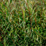 Ива красная Нана C5 60-80