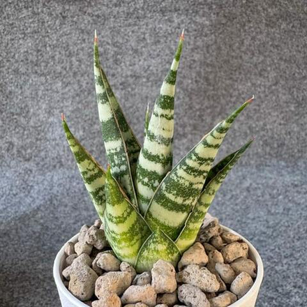 Сансевиерия MOHAWK