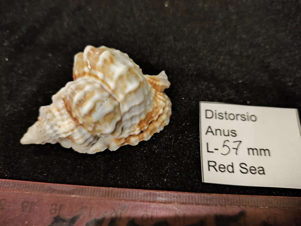 Дисторсио Анус