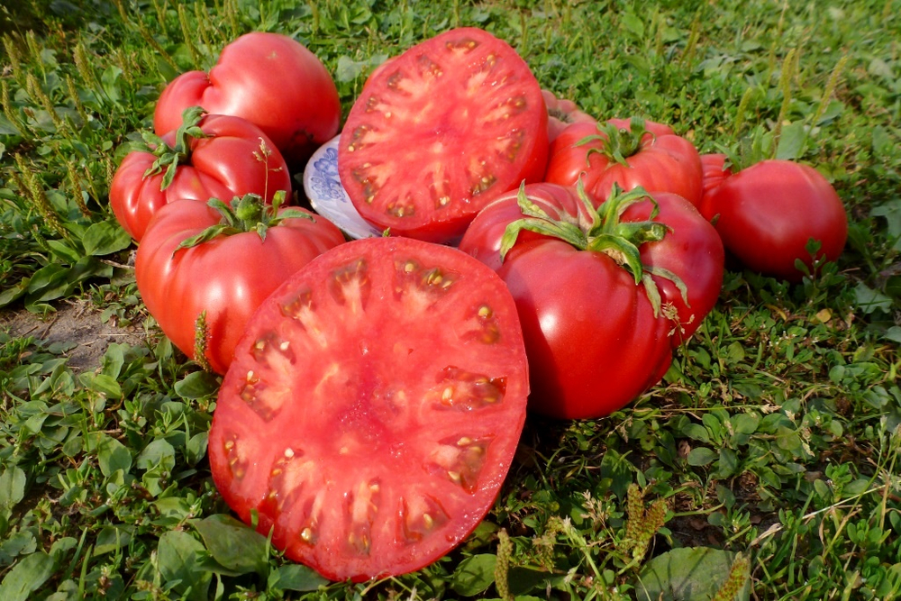 Легендарная Сызранская Розовая Ранняя Помидора