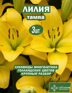 Лилия Луковица, Тампа, 3 шт