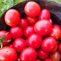 Жаростойкие Помидоры Портер - Porter Tomato