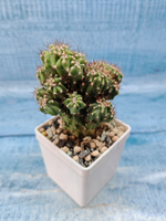 Cereus Peruvianus Monstrosus (Цереус)