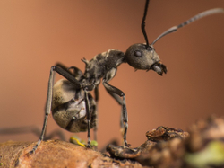 Муравьи Polyrhachis dives (Муравей-ткач)