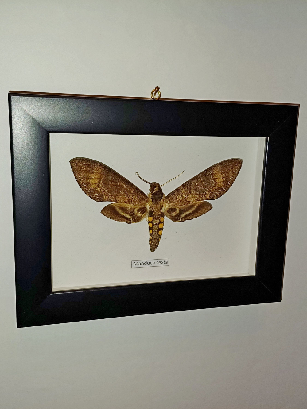 Бражник Manduca sexta в рамке