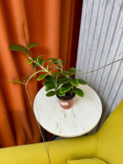Хойя Австралис Боу, D12см Н20см, 1шт, Urban Jungle