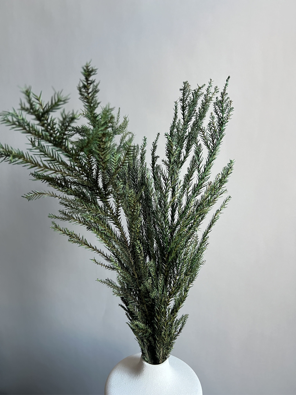 Криптомерия японская стабилизированная зеленая