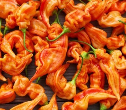 Полосатая сахарная лихорадка / Sugar Rush Stripey , перец острый