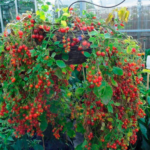 Помидоры - Cherry Cascade - Вишнёвый Водопад