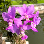 Орхидея каттлея C. WALKERIANA X C. NOBILIOR